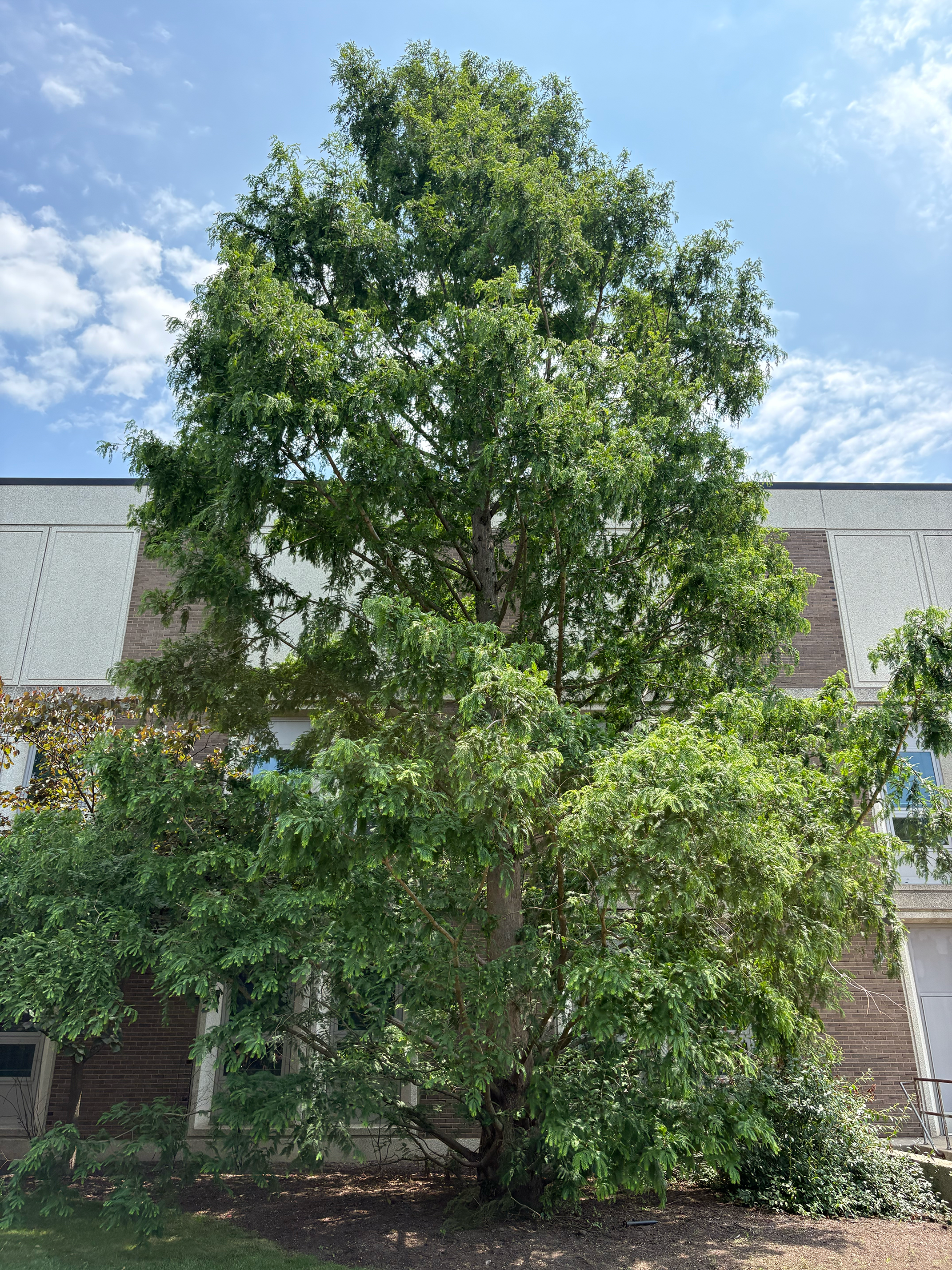 metasequoia in summer