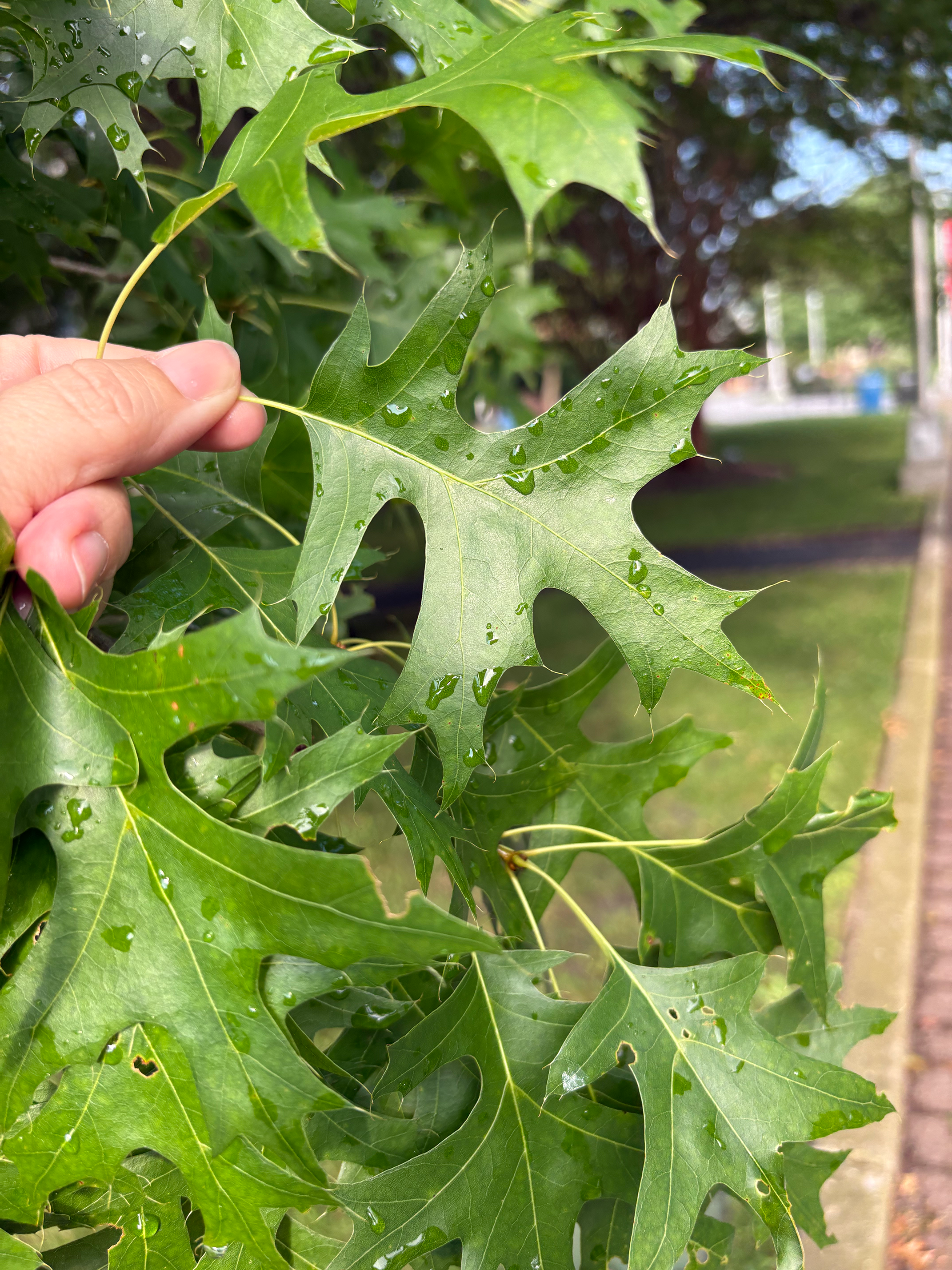 quercus palustris leaf in summer