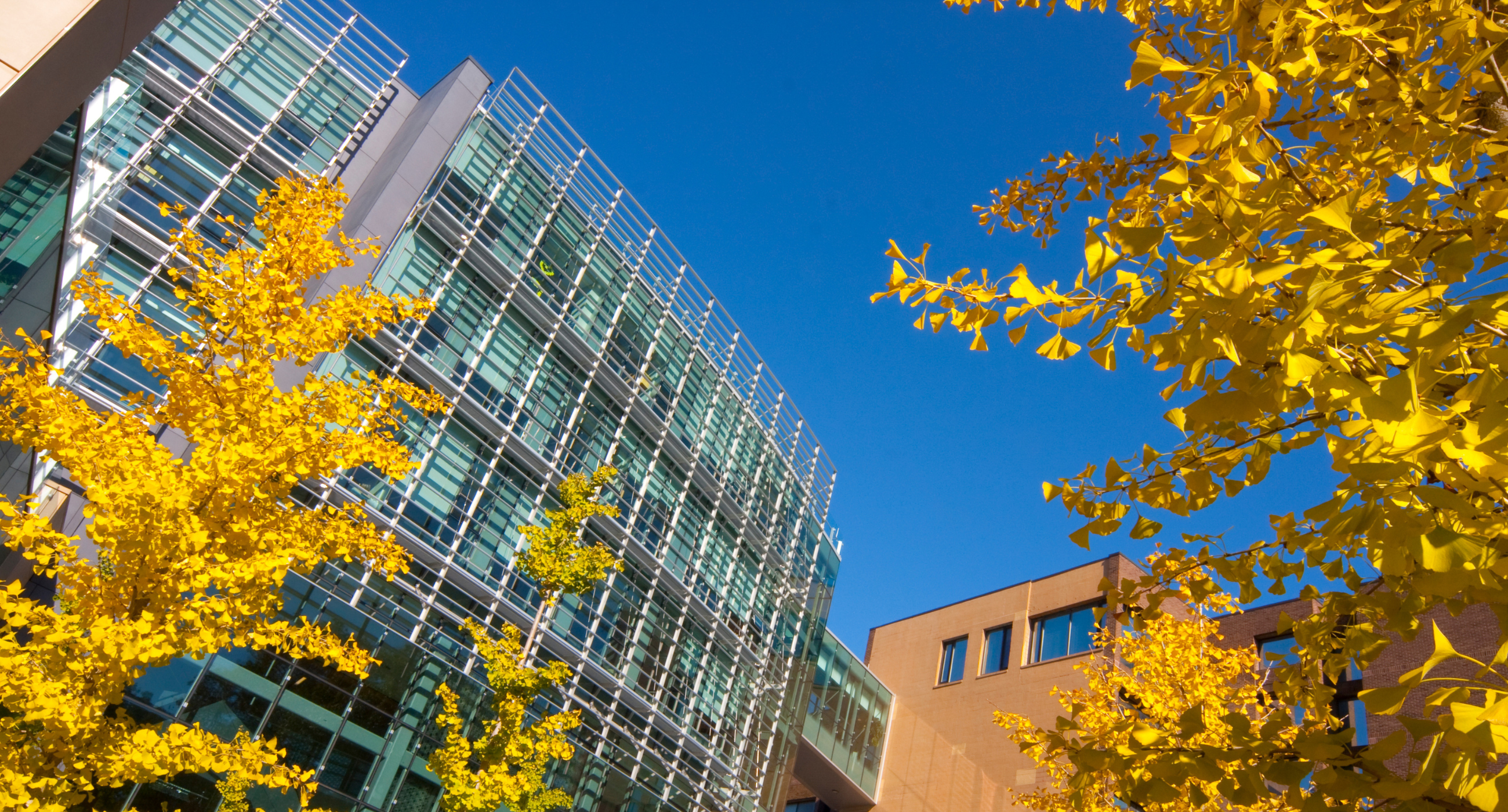 upward shot of building facade with autumn leaves in foreground