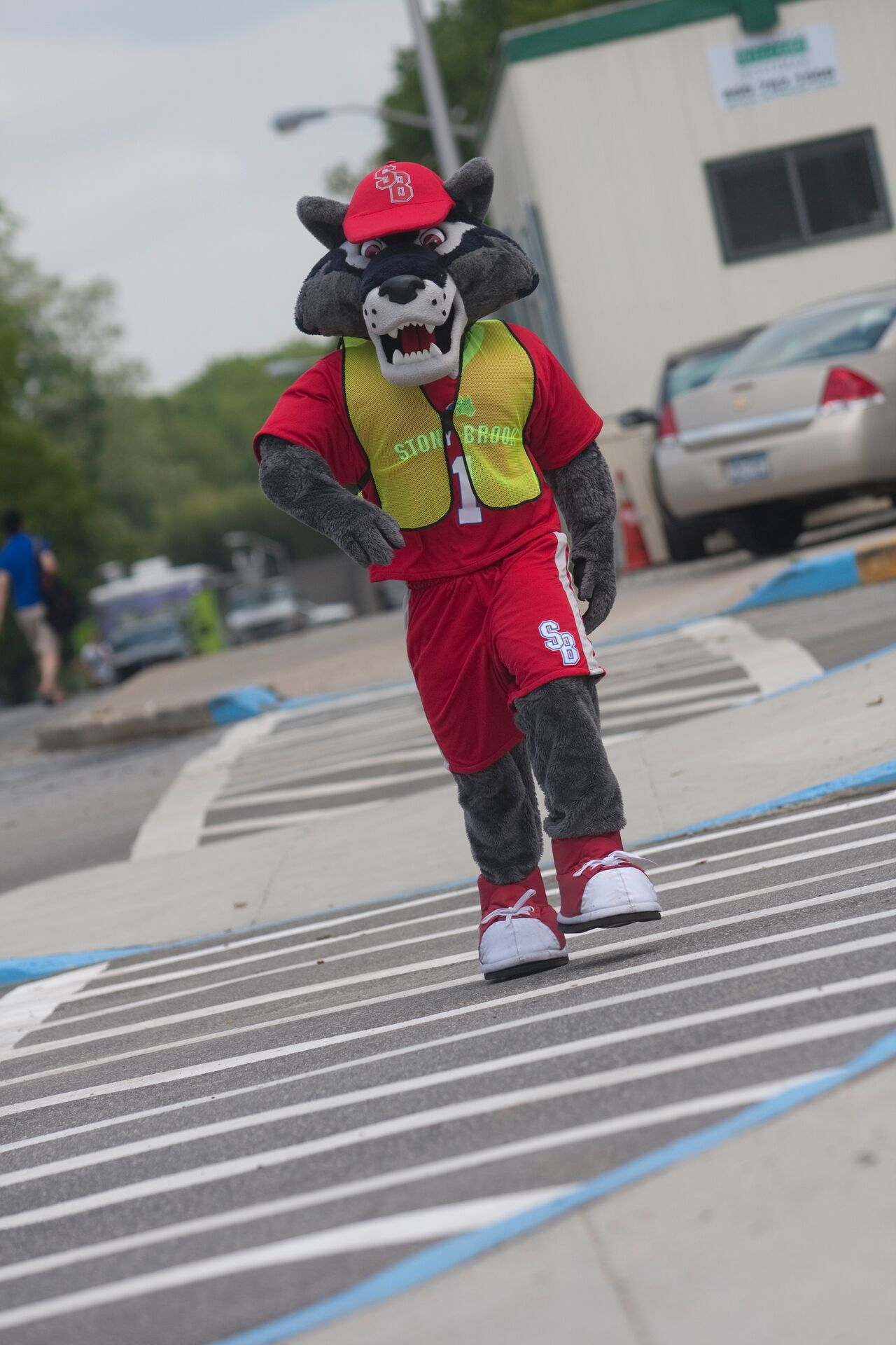 Wolfie wearing a safety warden vest
