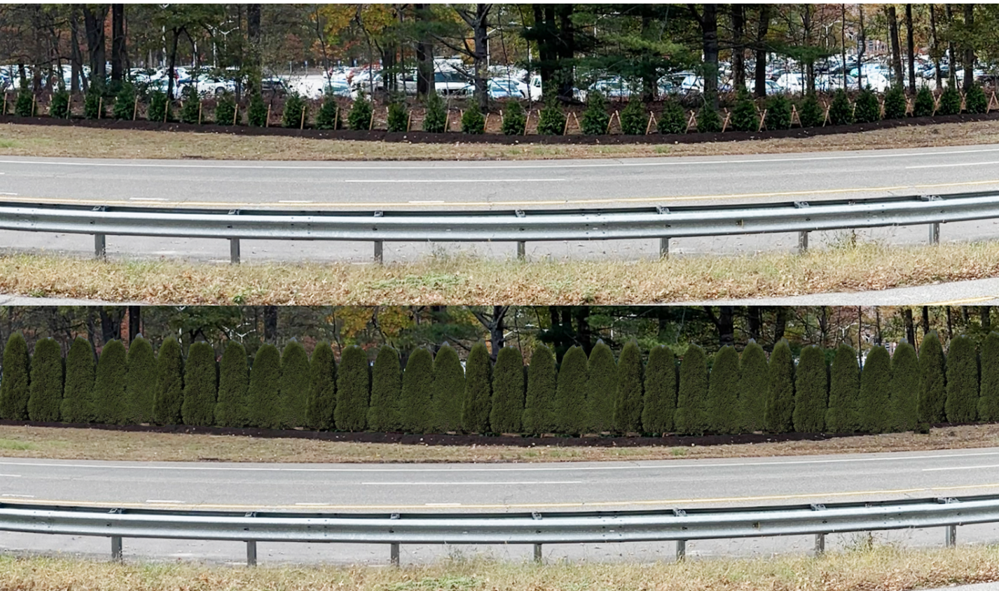 Before an after photo showing planted rows of arbovitae trees