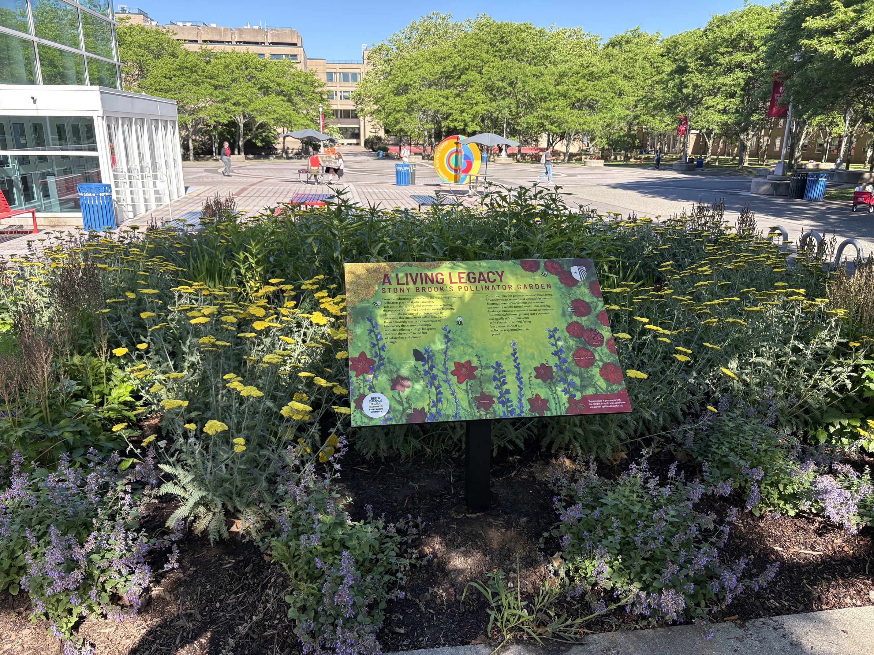 blooming pollinator garden on campus