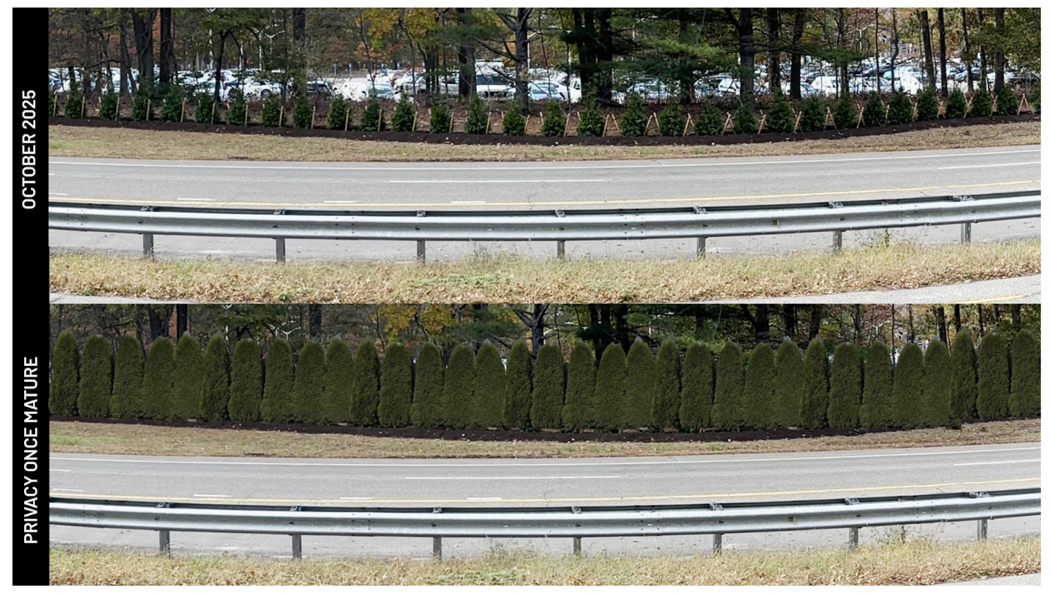 Arborvitae trees planted along nicolls road with after show showing privacy once mature