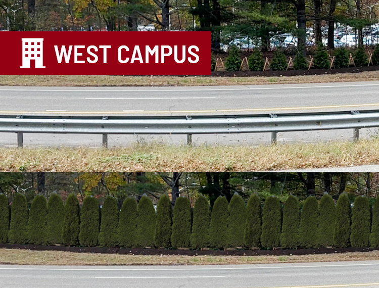 Before an after photo showing planted rows of arbovitae trees with "west campus" location overlay