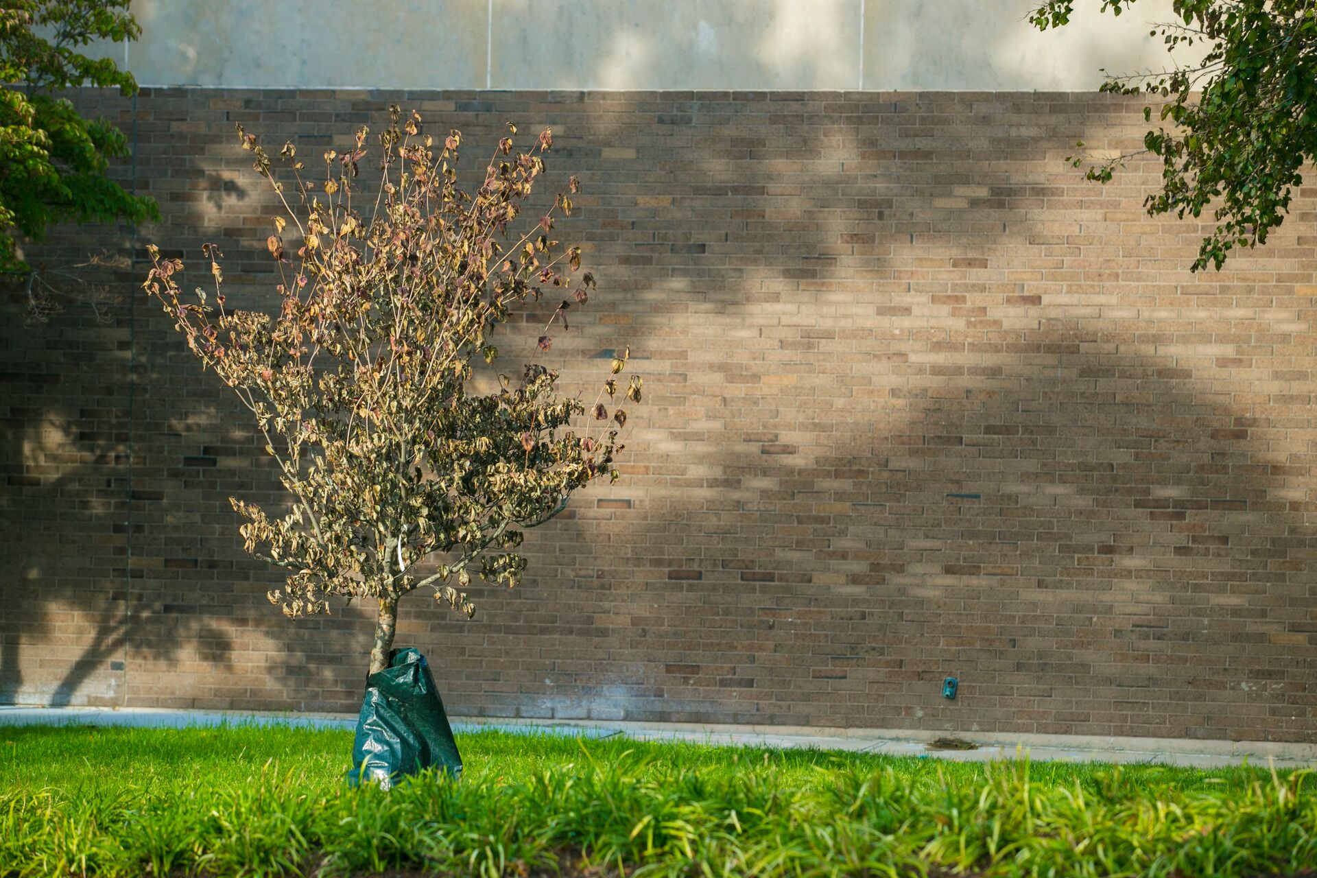 baby tree ready to be planted