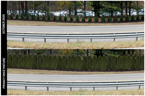 Line of arborvitae trees shield view of parking lot from nicolls road