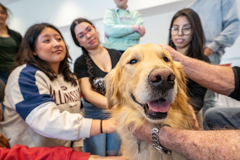 A golden retriever being pet by multiple students.