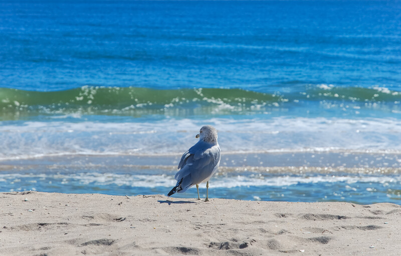 A seagull standing on a sandy beach beside blue ocean waves