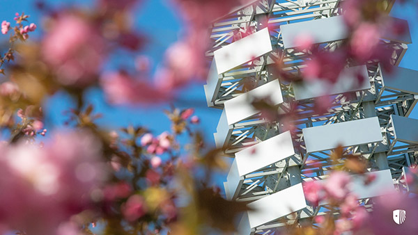 Building behind cherry blossoms