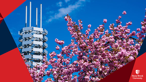 Building and cherry blossom tree