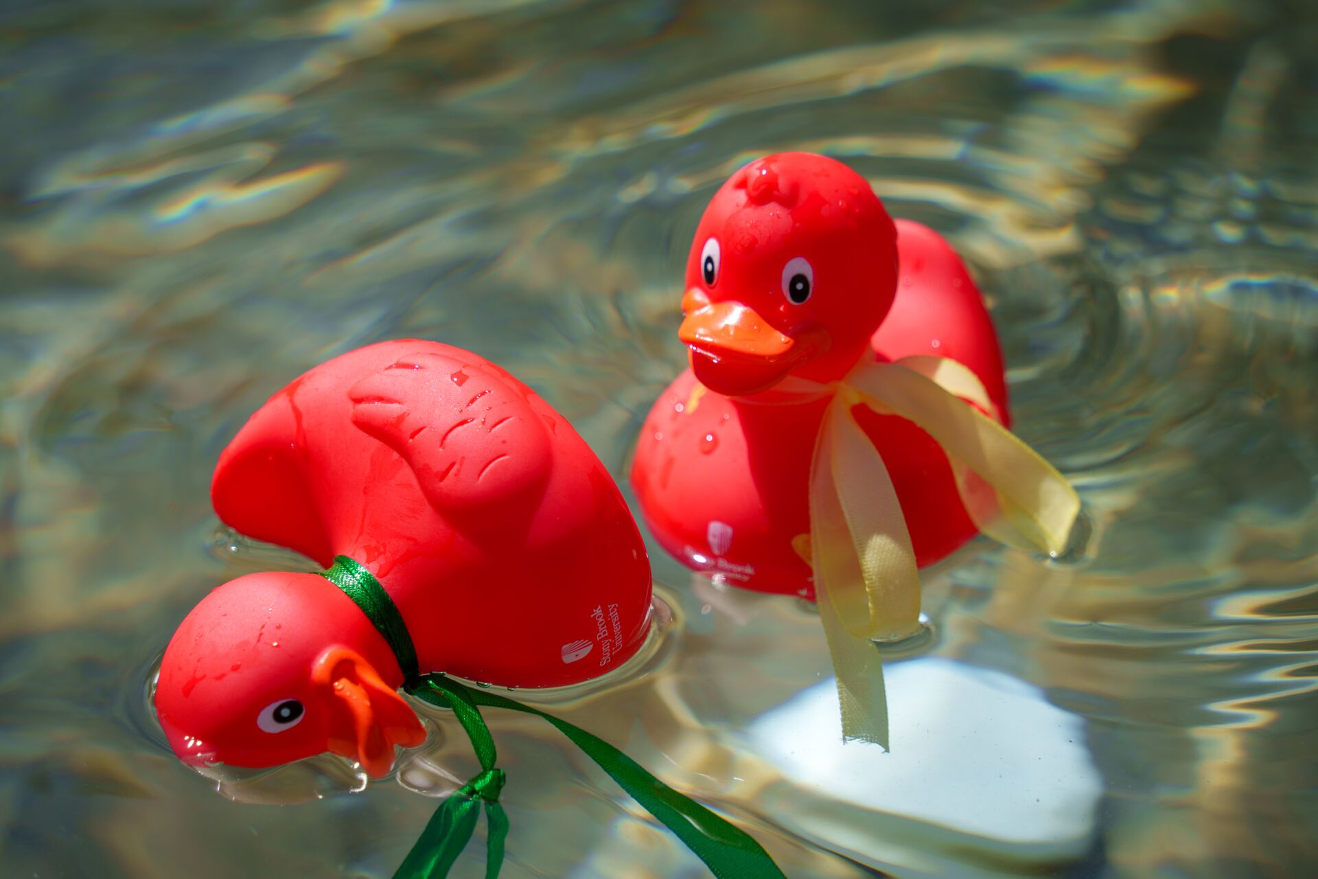Two bright red rubber ducks adorned with ribbons float in rippling, clear water.