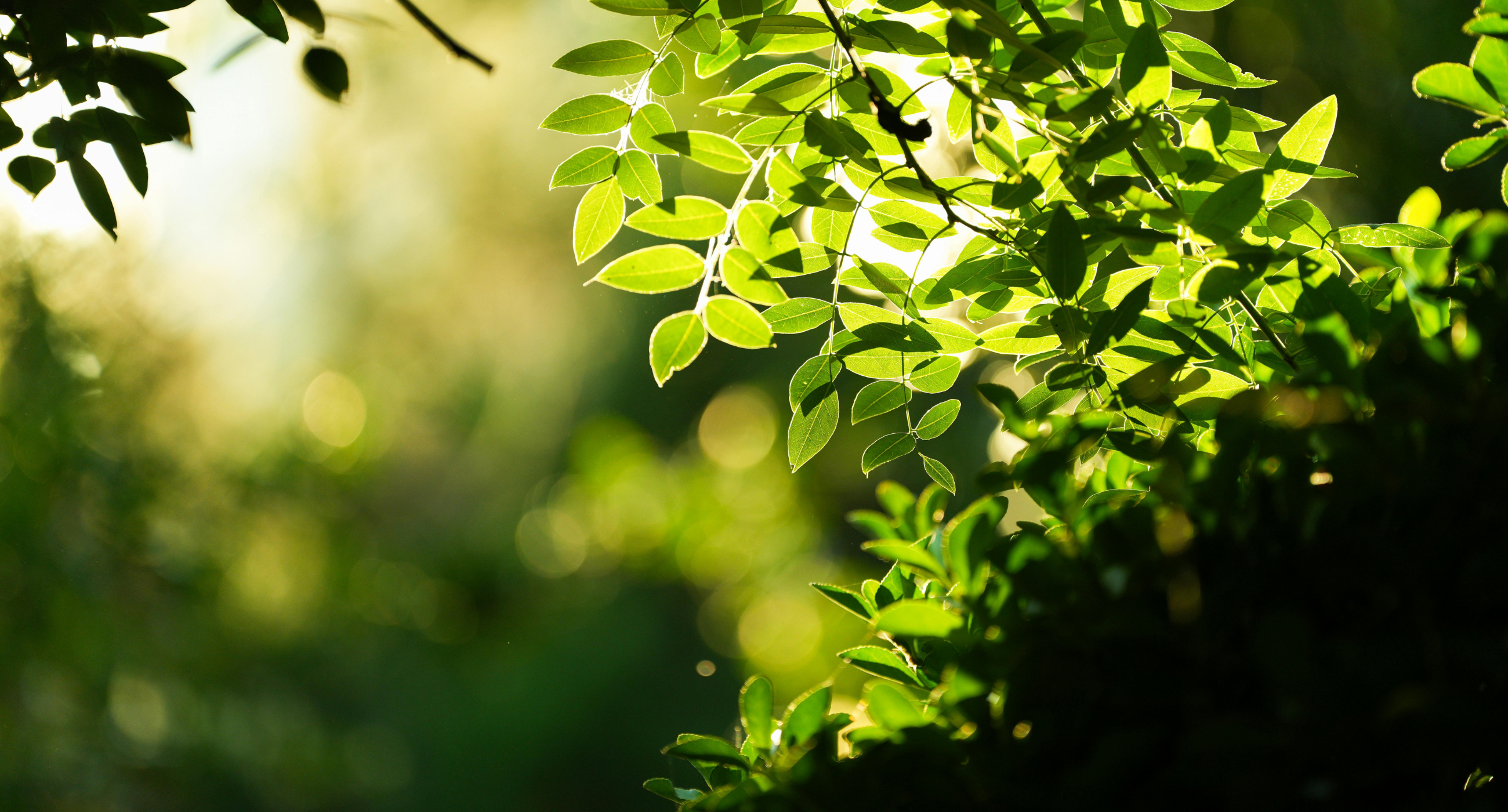 Tree leaves with sunlight behind