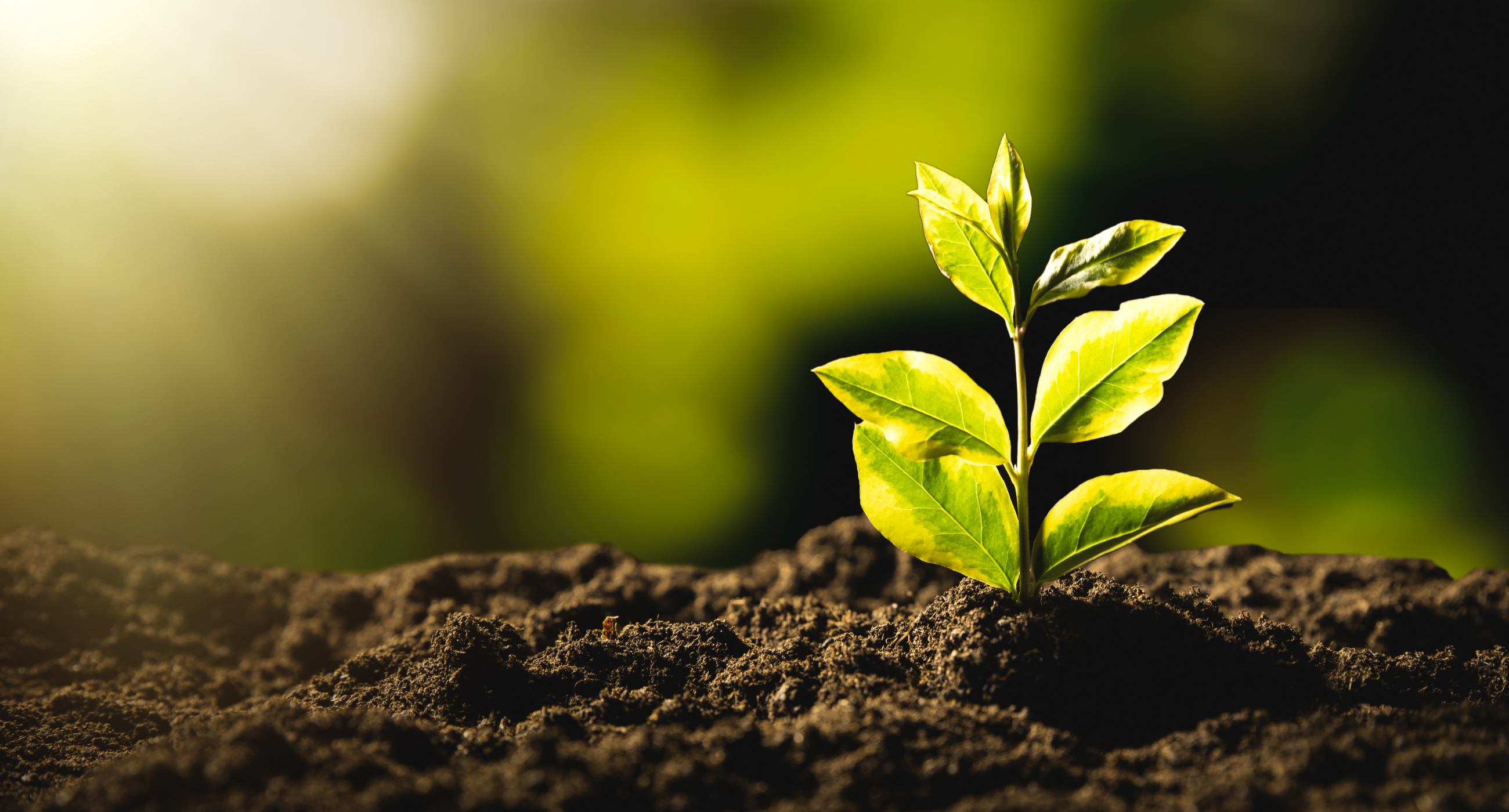 sprouting bud of stem and a few leaves in rich soil