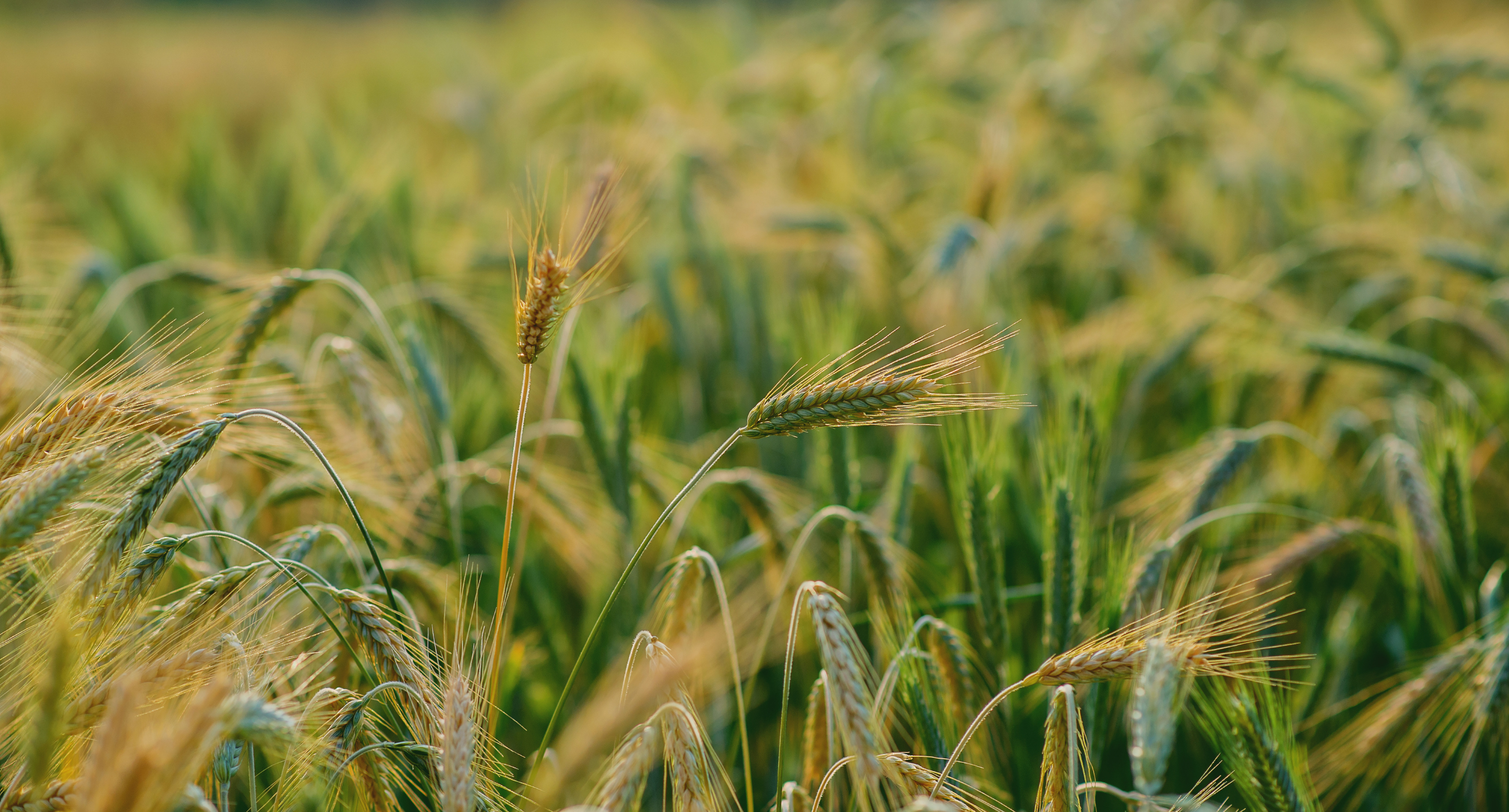 macro image of wheat crops in a field