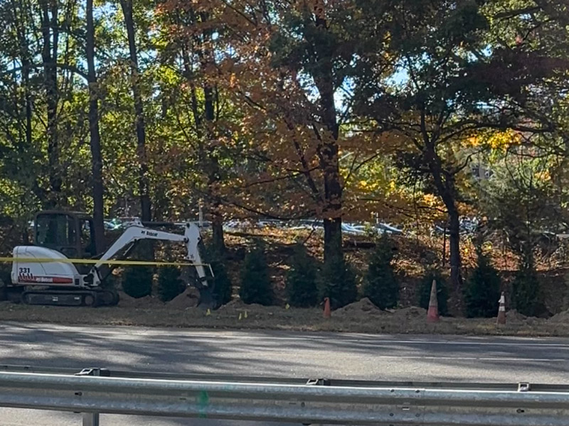 Small spruce trees being planted on Nicolls Road