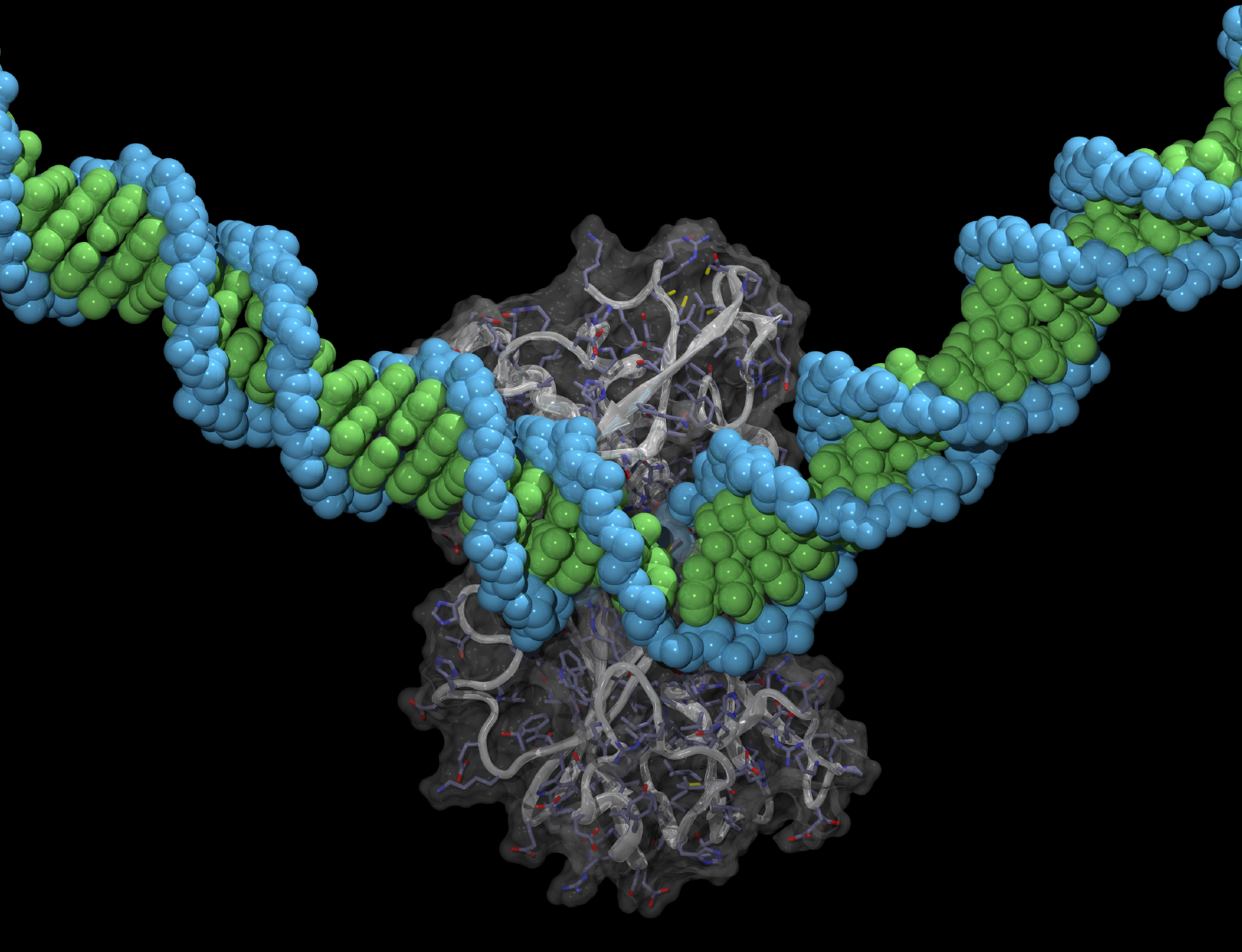 image of a DNA binding protein