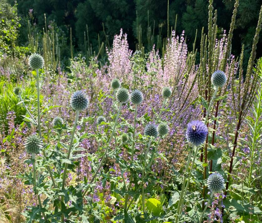 field of flowers