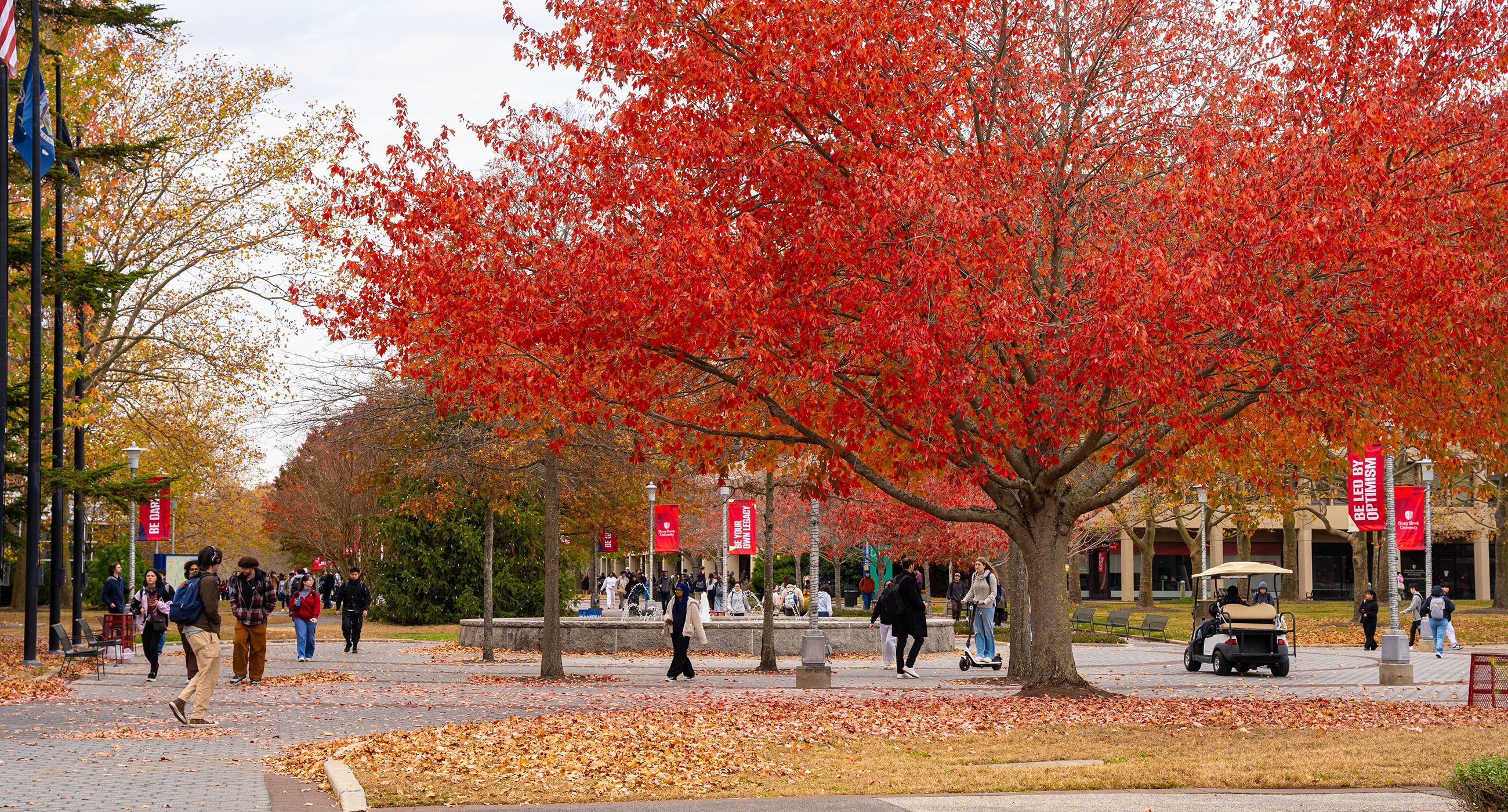 Academic Mall tree in full fall bloom with red leaves.