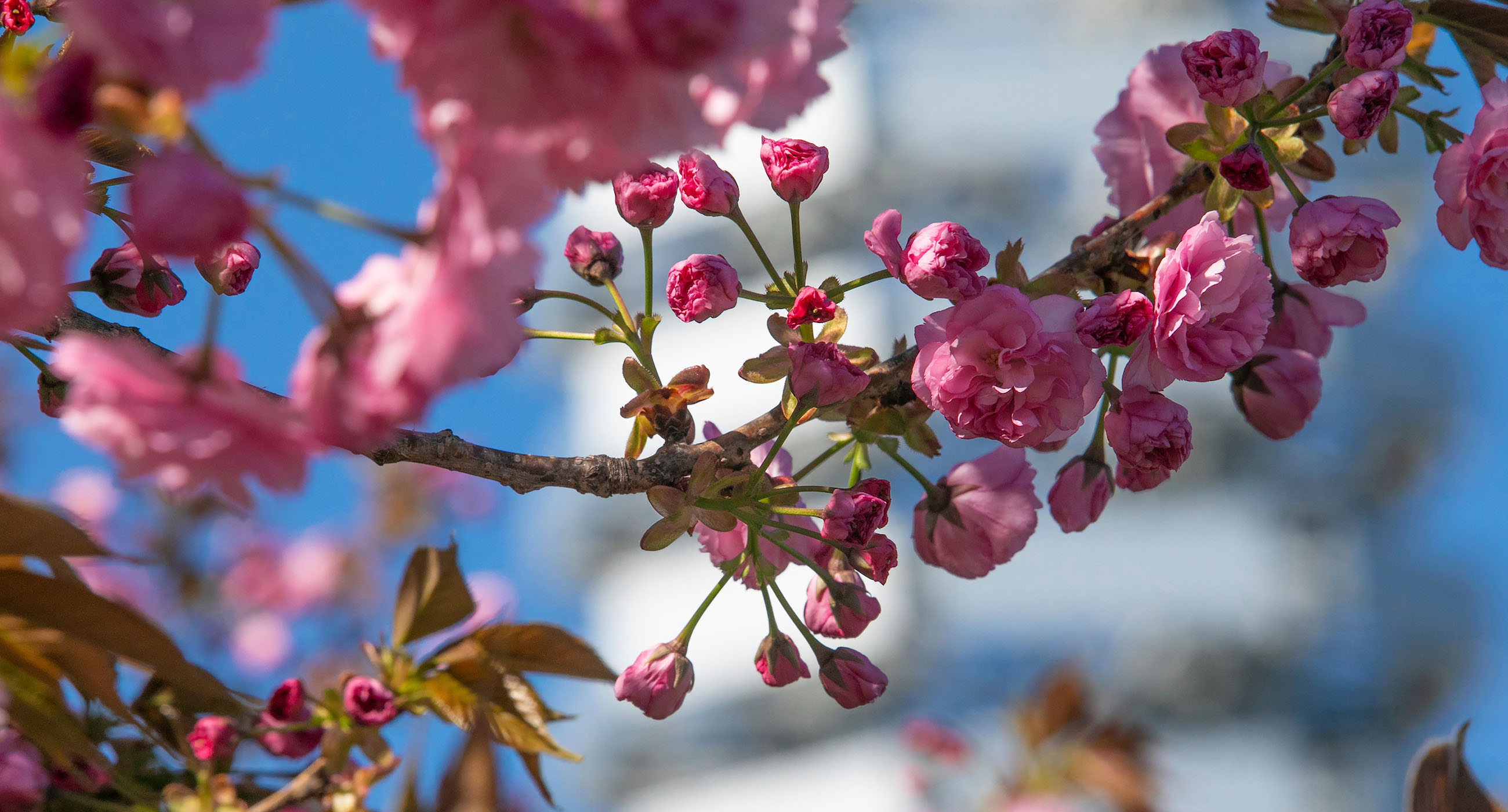 pink tree flowers in bloom
