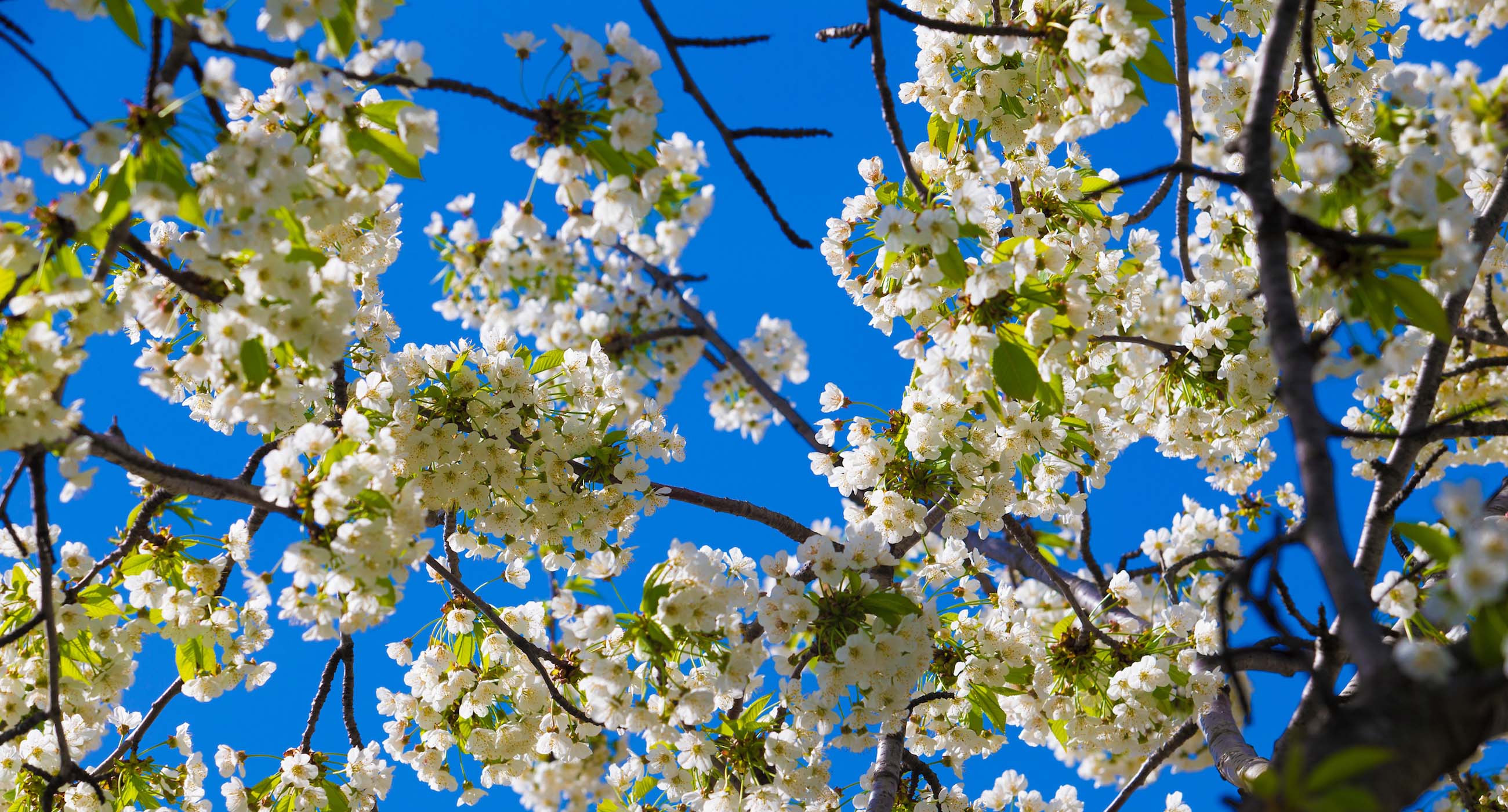Cherry blossoms on campus