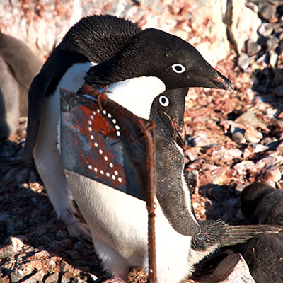 adelie penguins