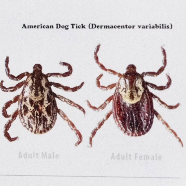 american dog tick illustration