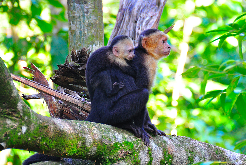 Monkeys in a tree