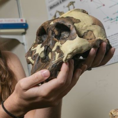 Closeup on a student's hands holding a robust Australopithecus skull cast