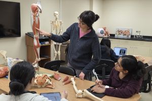 Undergraduate anatomy course instructor showing students lower limb nerves