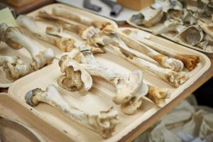 Trays of large animal limb bones in the zooarchaeology lab