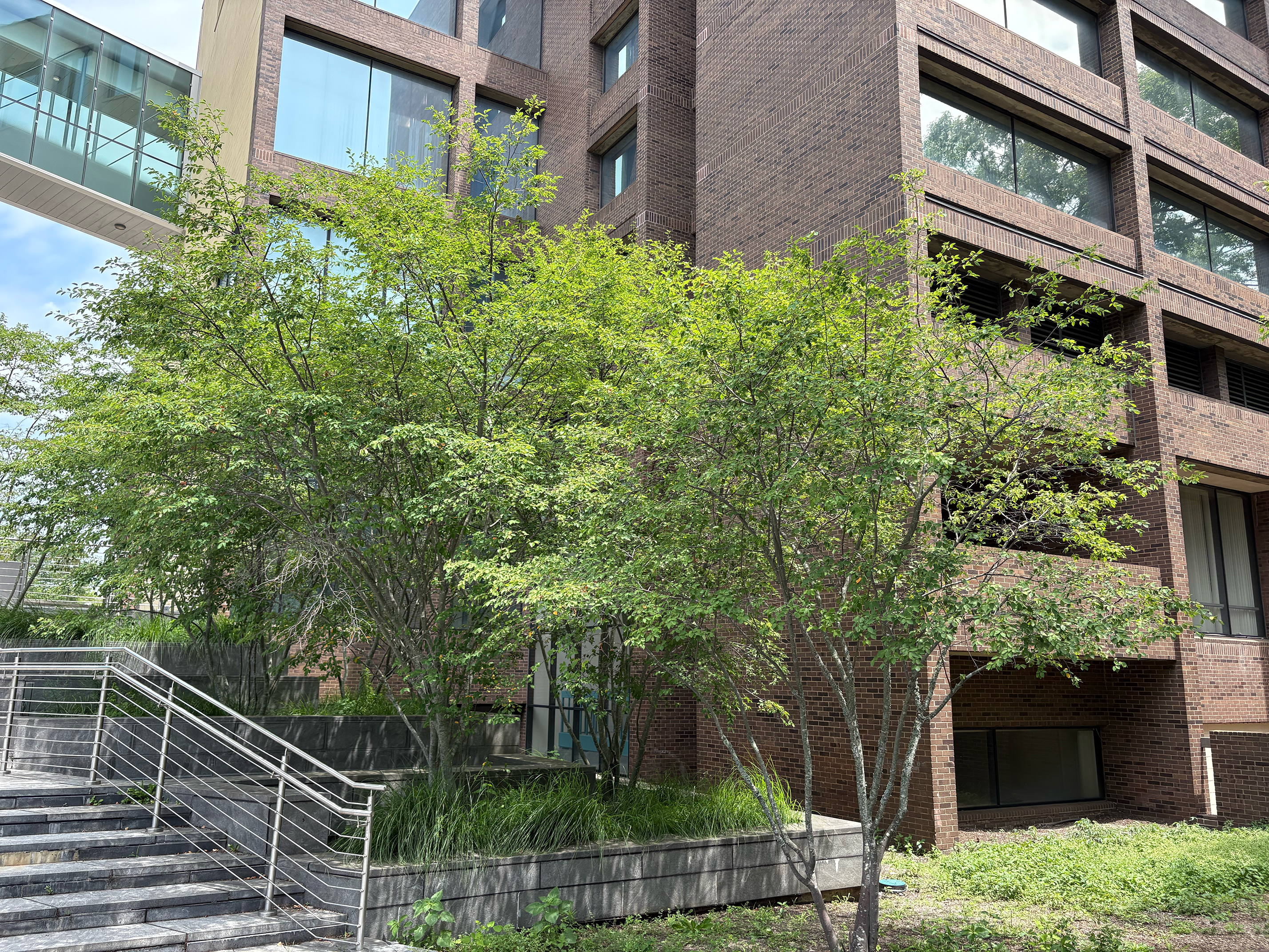 Serviceberry in summer