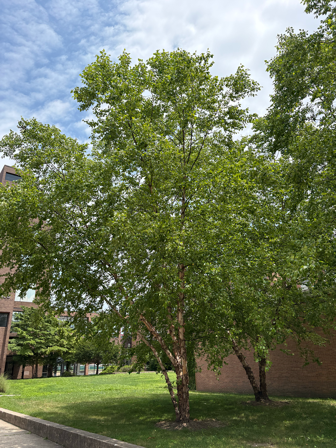 River birch tree in summer