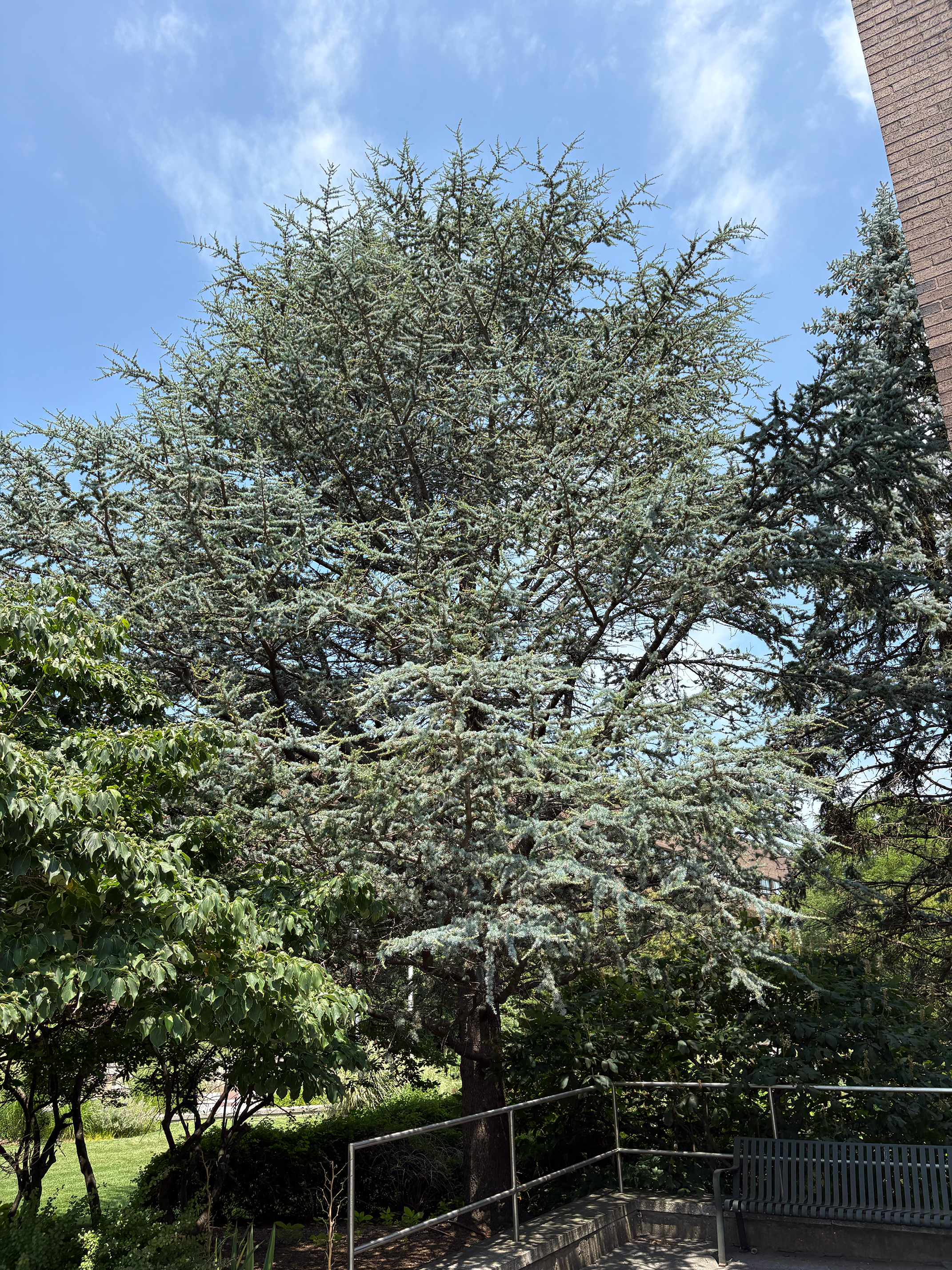 atlas cedar in summer