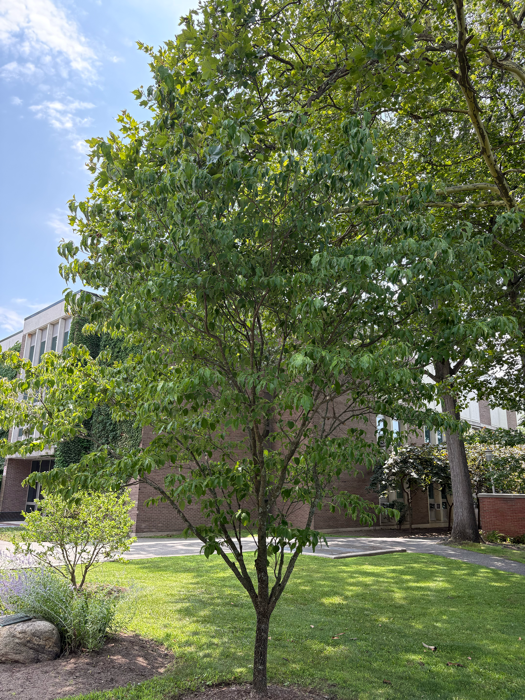flowering dogwood in summer