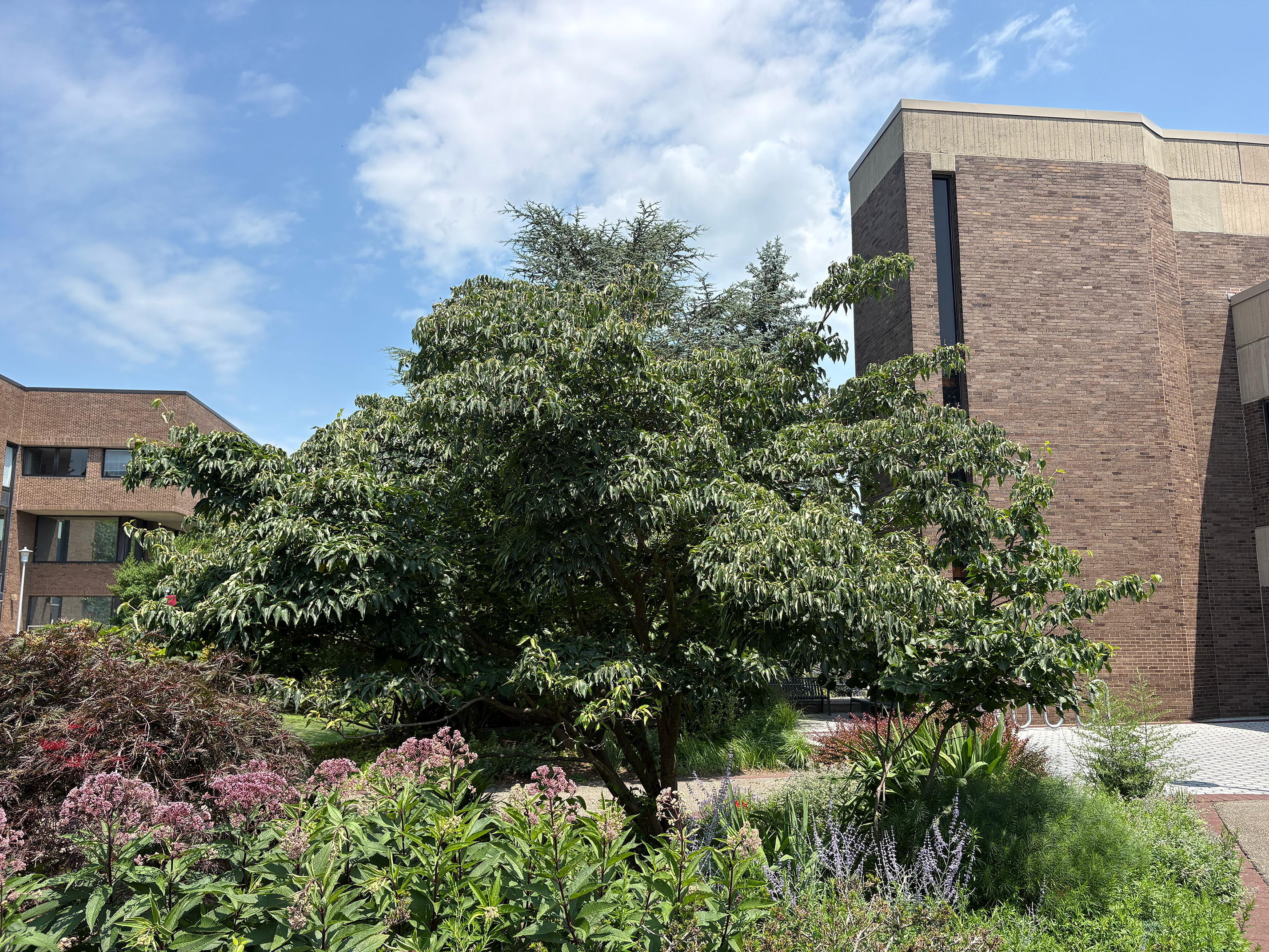 Kousa Dogwood in summer
