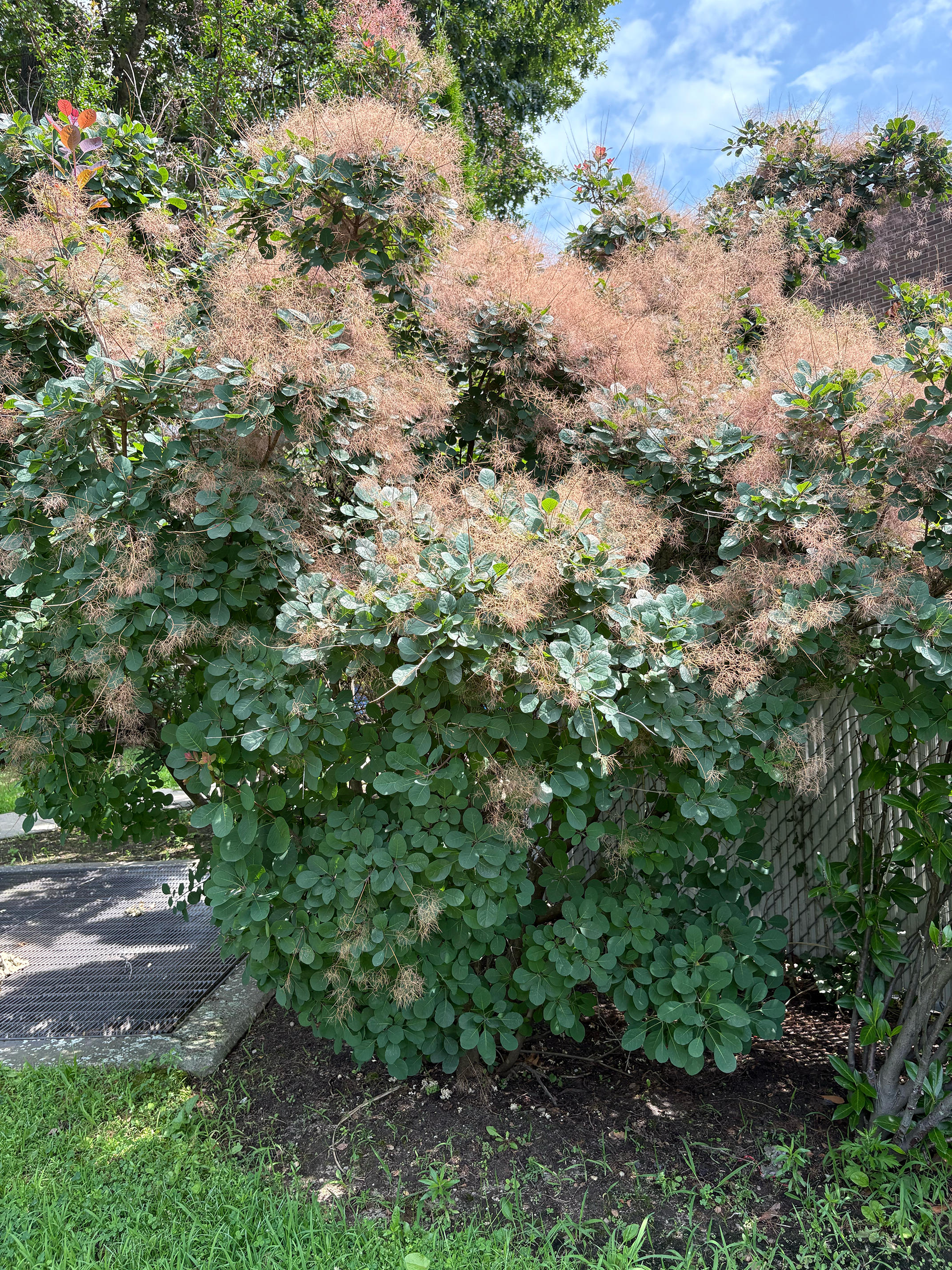 Royal Purple Smoke Tree in summer