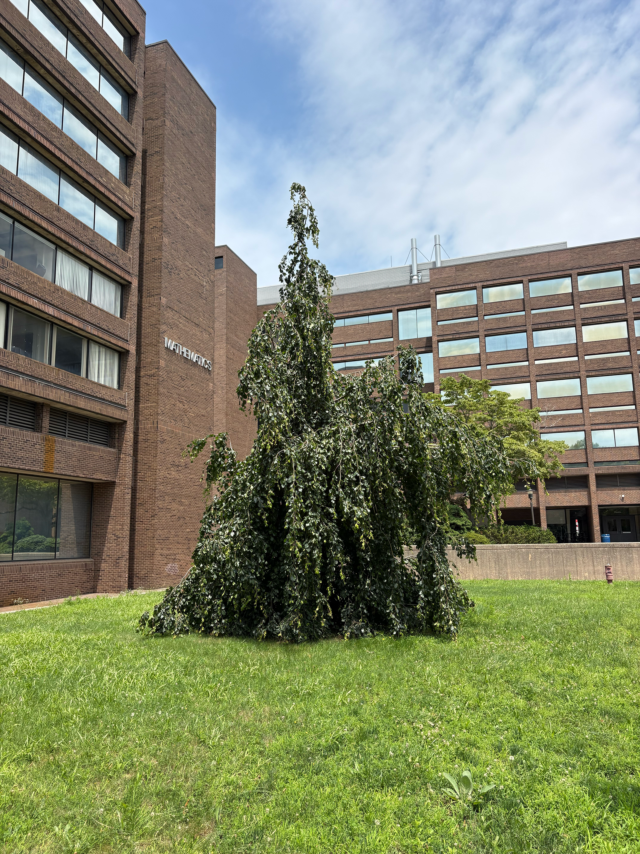 weeping european beech in summer