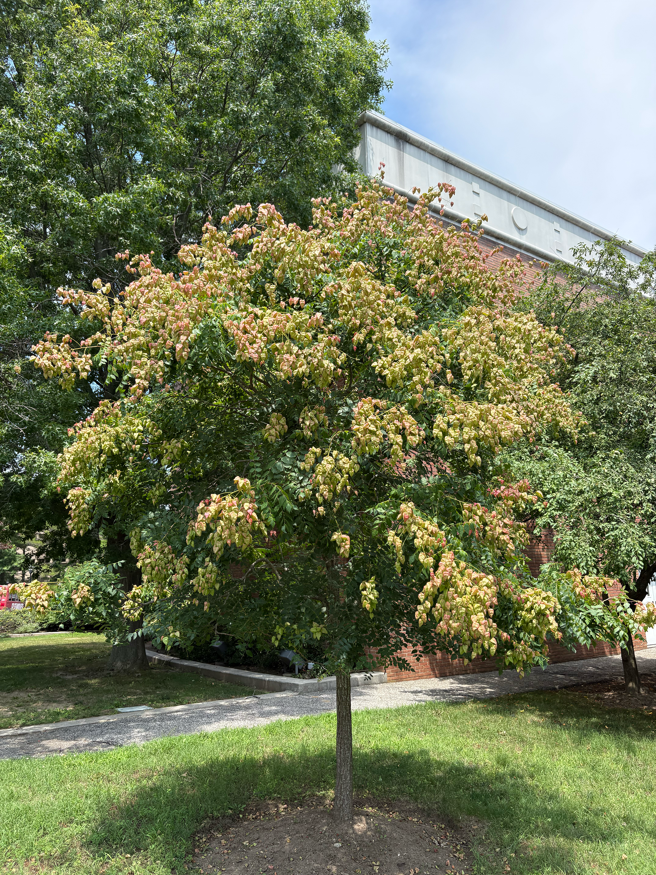 golden rain tree in summer