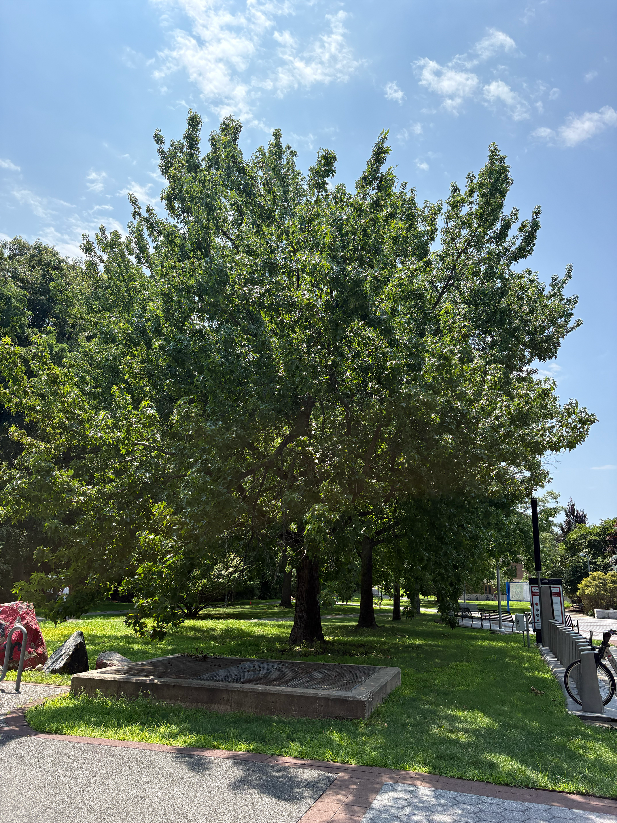 american sweetgum tree in summer
