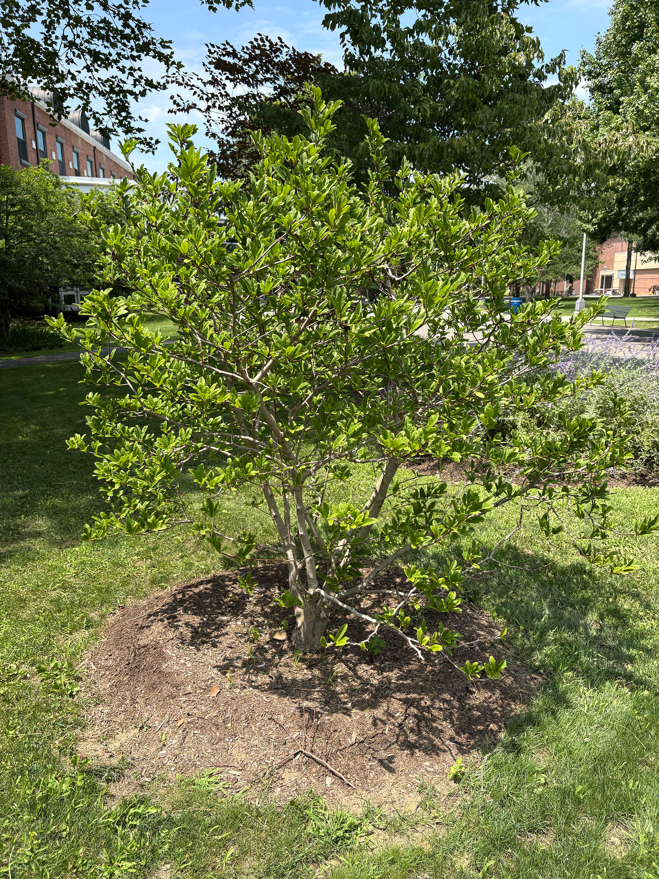 star magnolia in summer