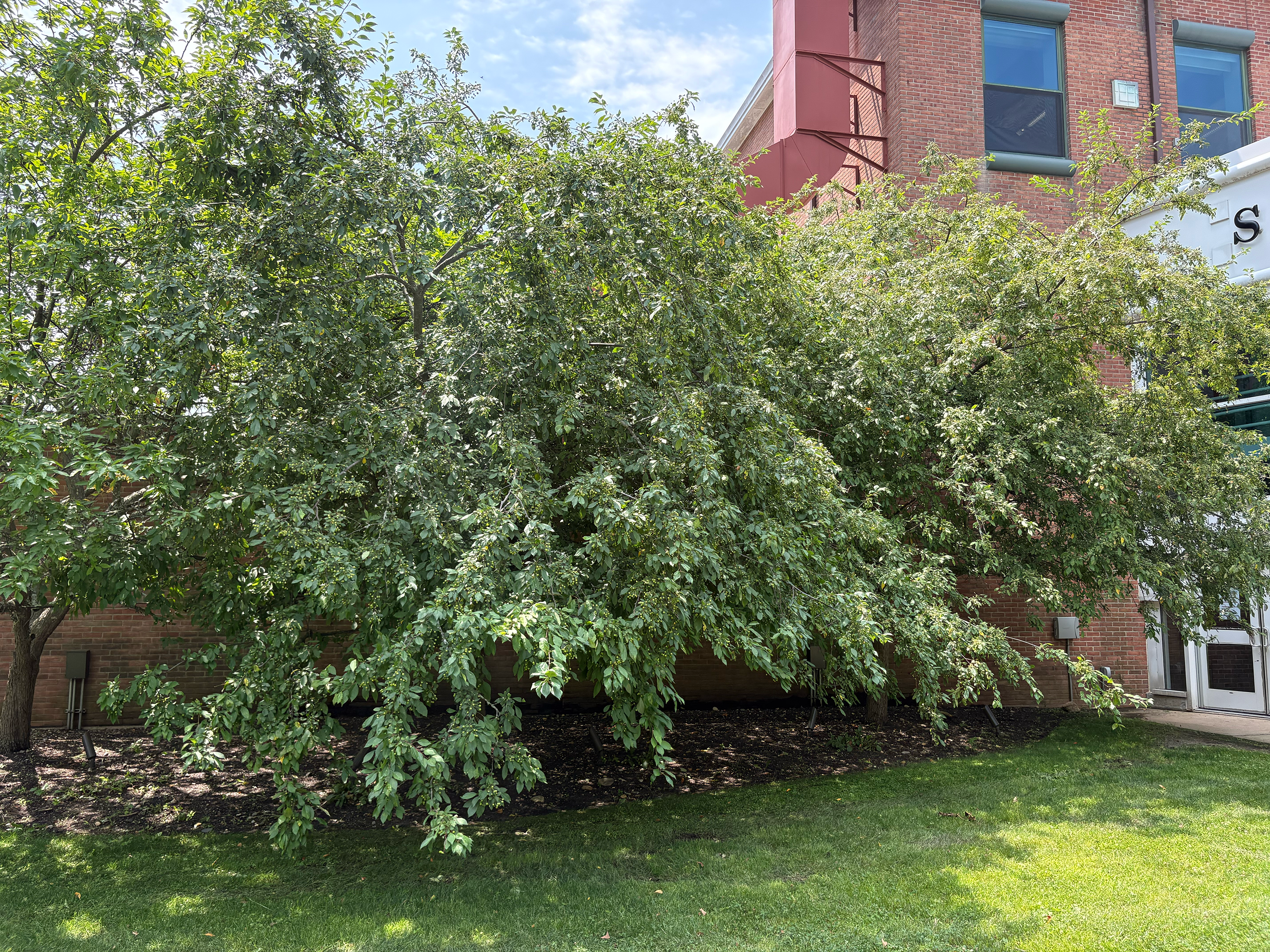 European Crabapple in summer