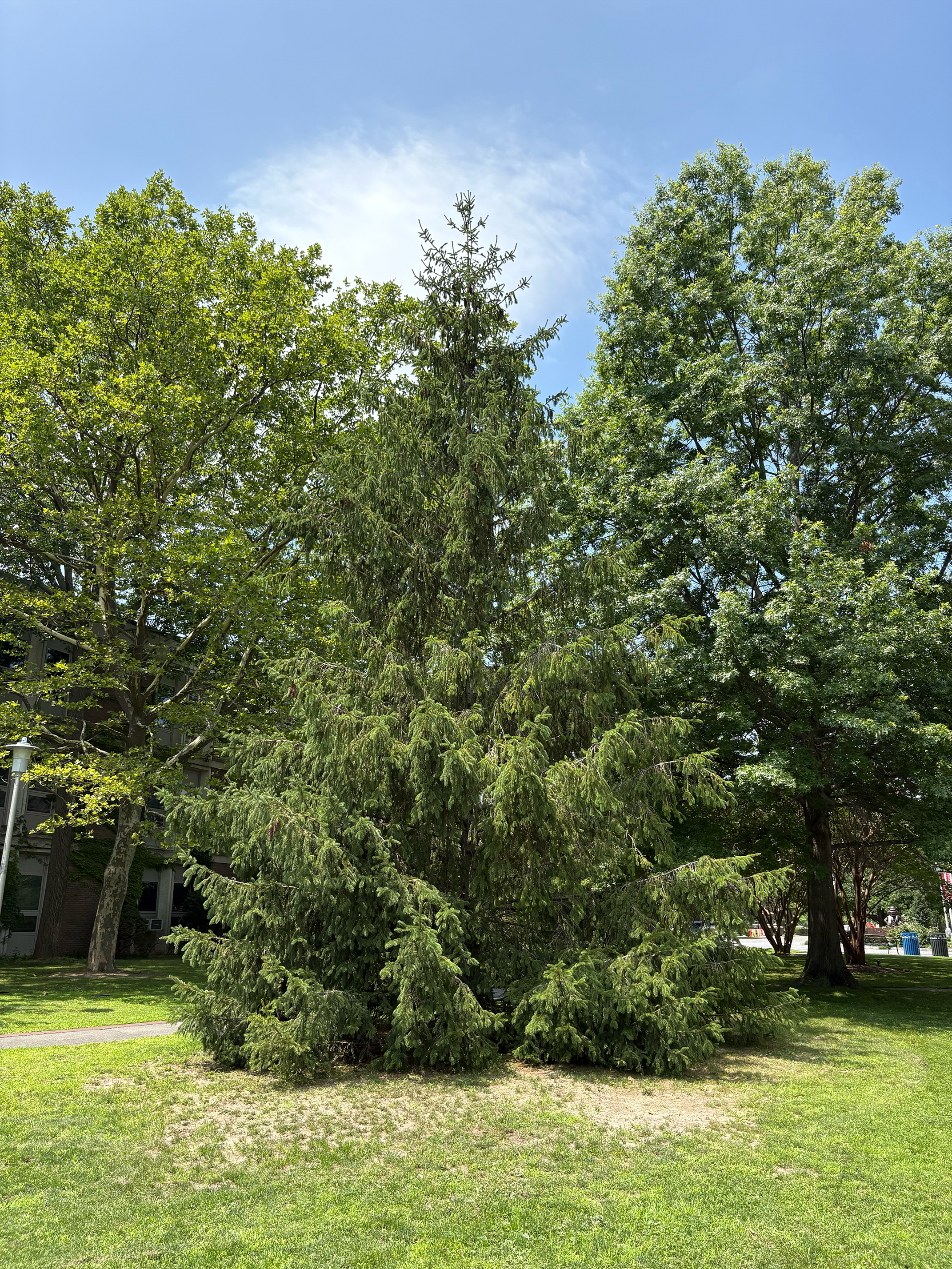 Norway Spruce in summer