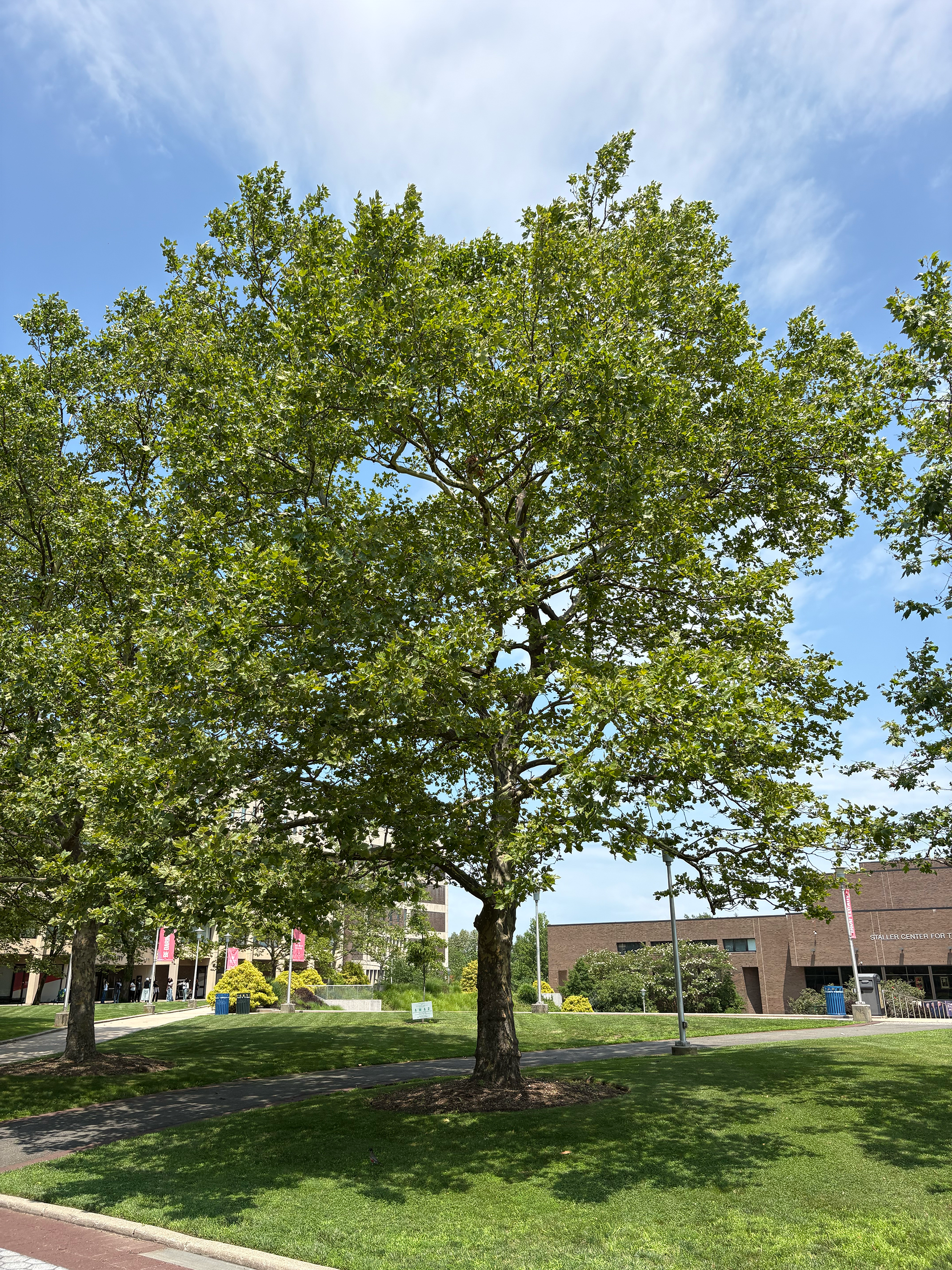 london planetree in summer