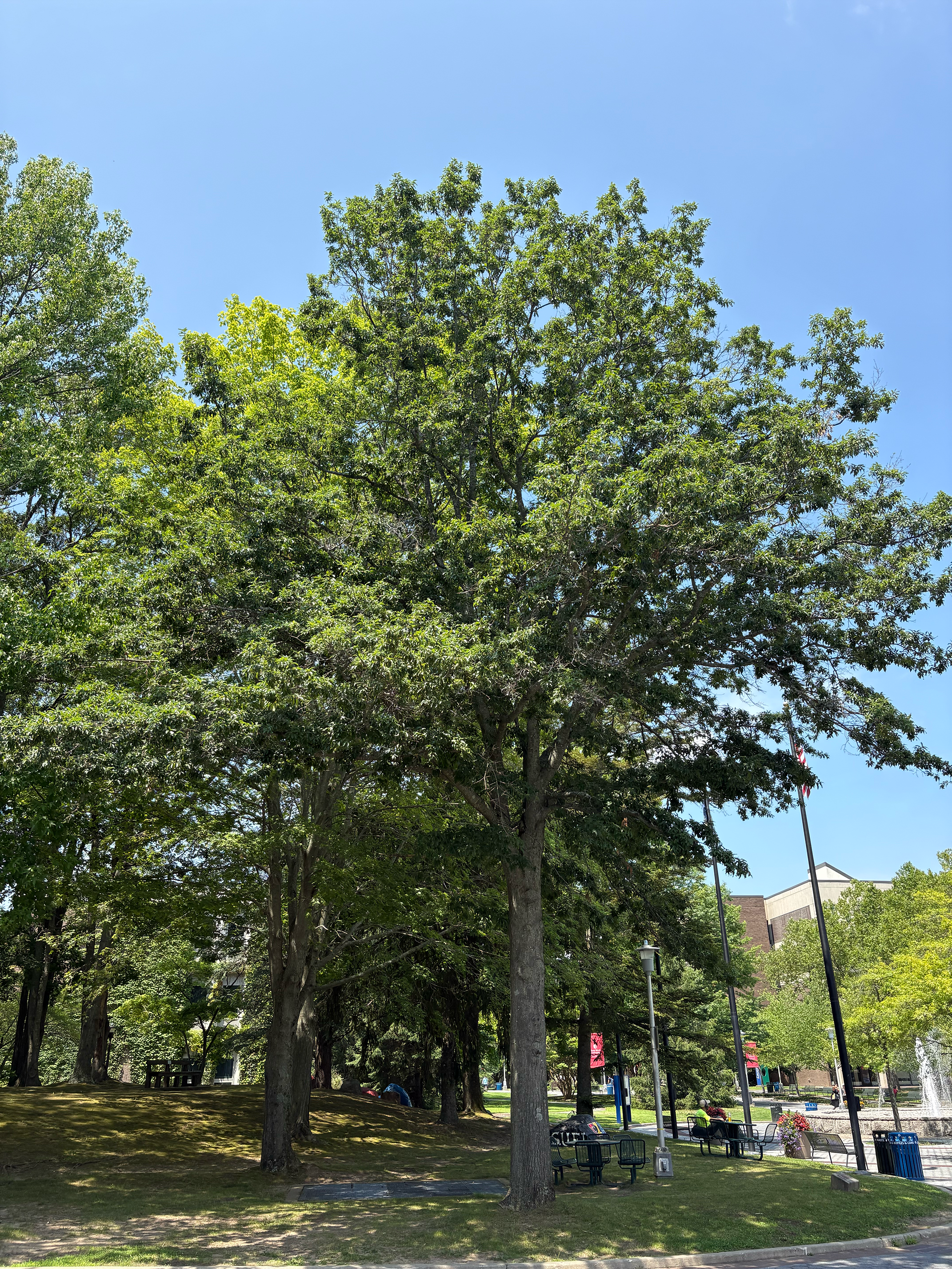 Chestbut oak in summer