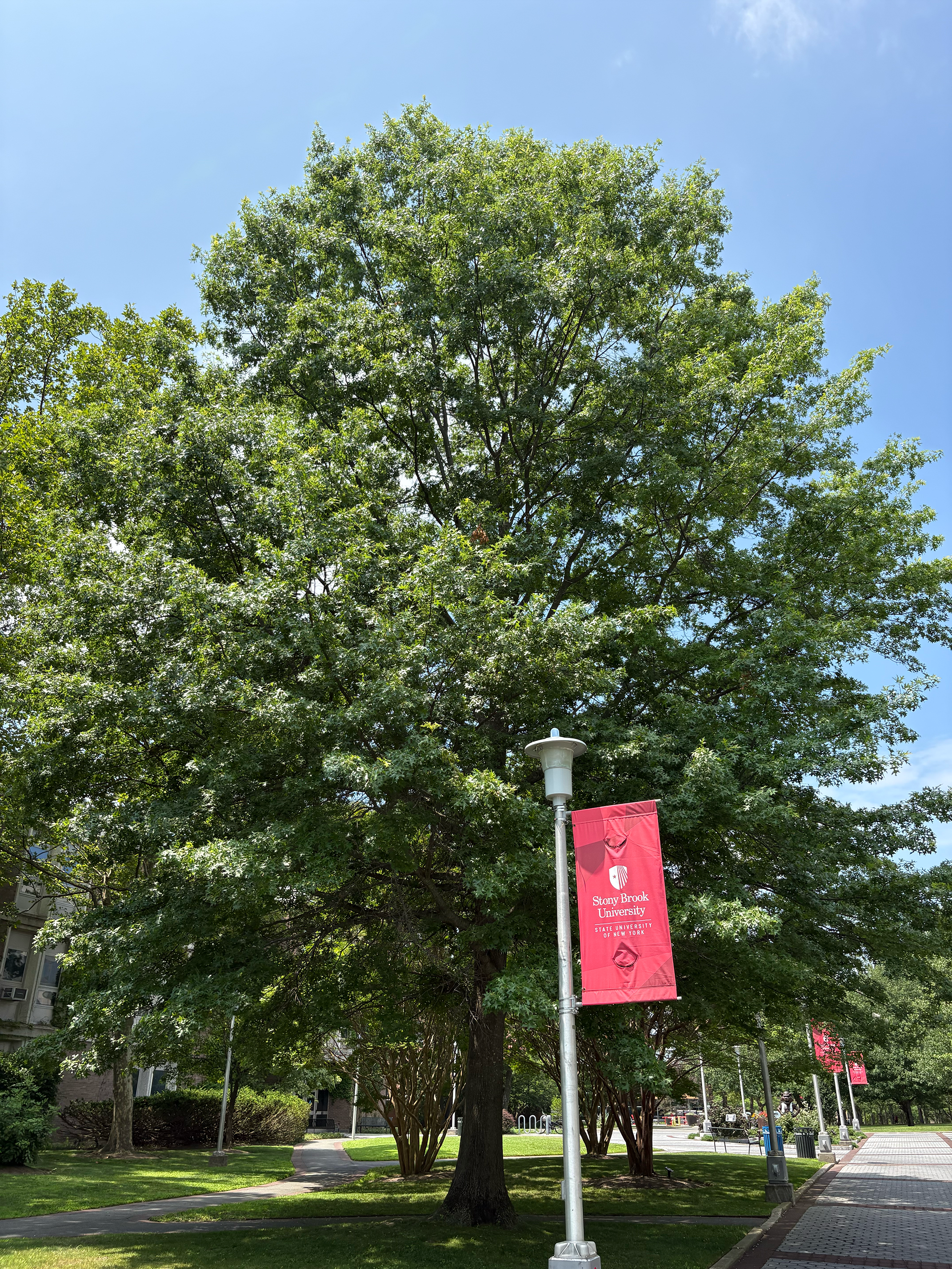 Pin Oak in summer