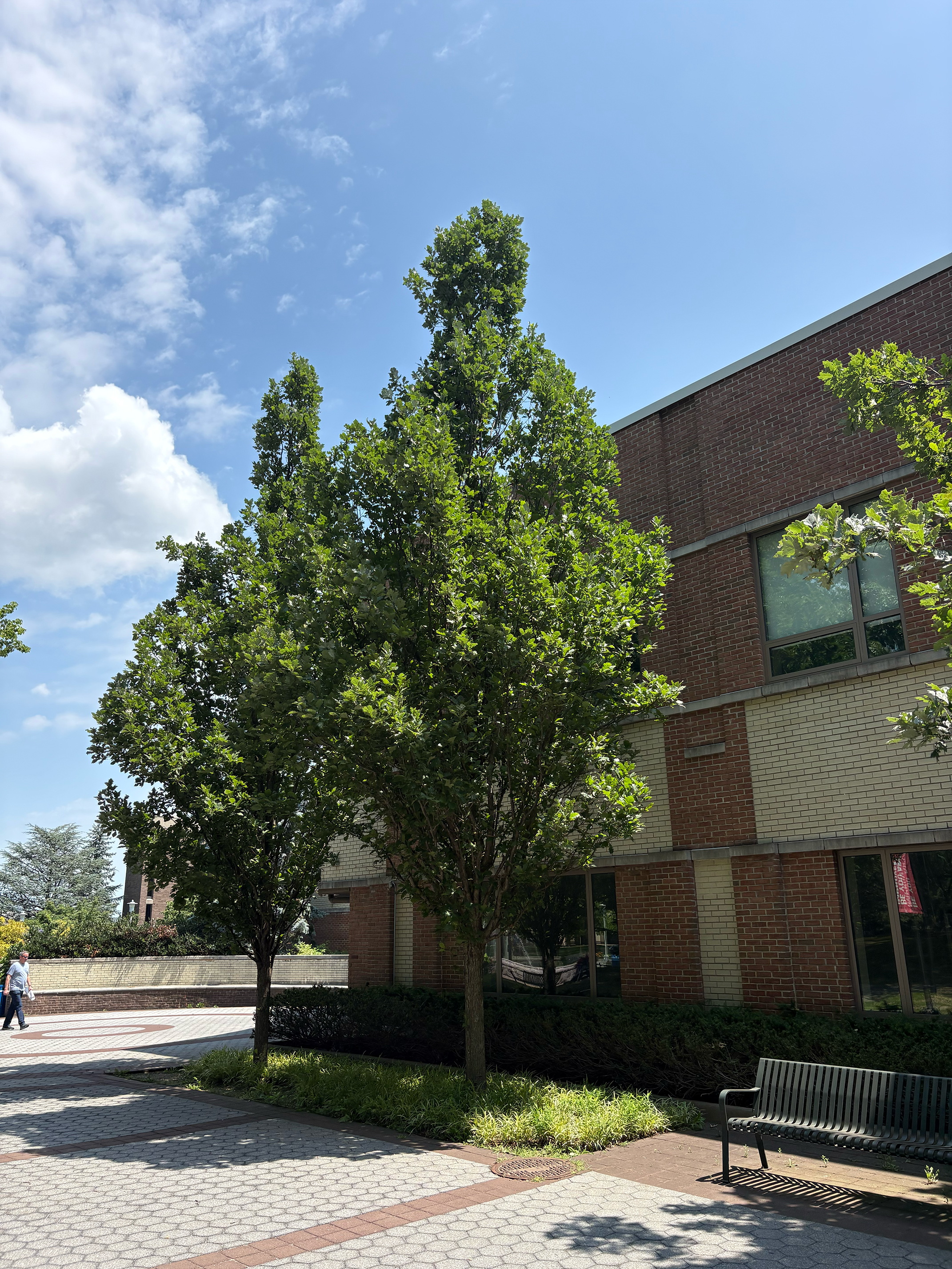 Columnar English Oak
