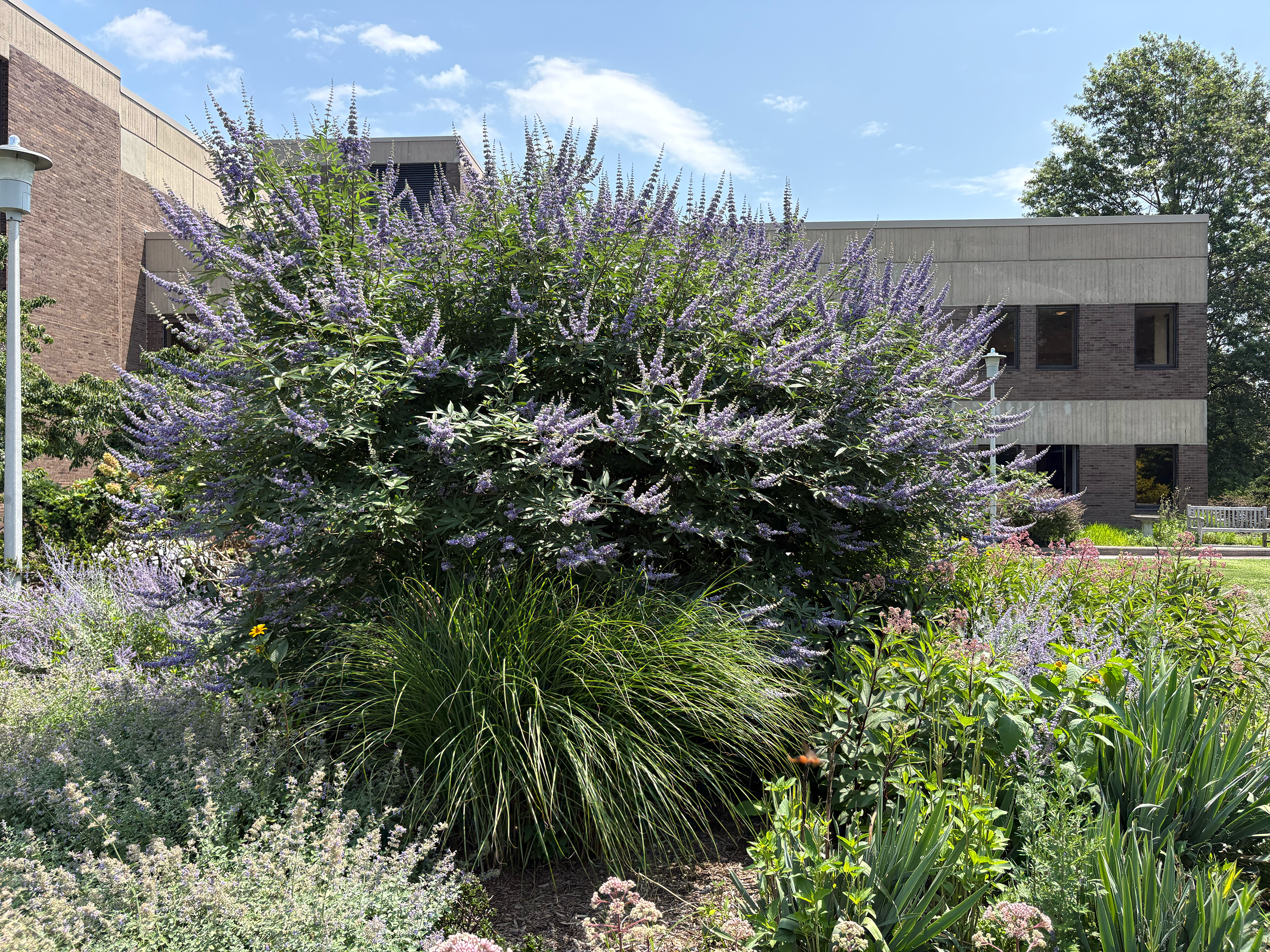 Chaste Tree in summer