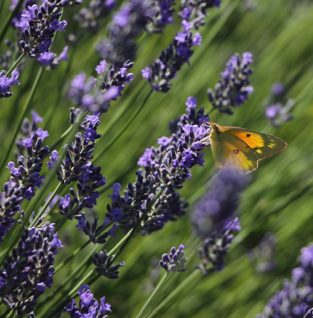 Monarch butterfly resting on lilac