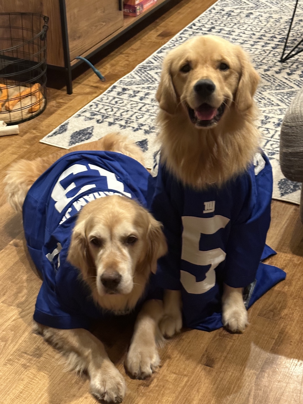 Two golden retrievers in blue sports jerseys