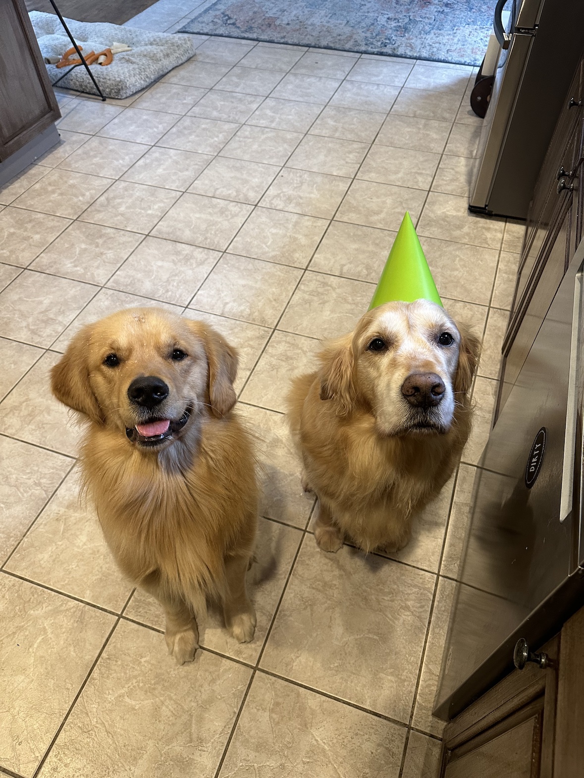 Two golden retrievers on the kitchen floor, one wearing a green party hat